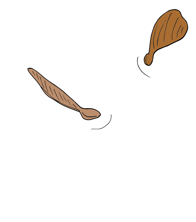helecopter sycamore seeds moving in the wind