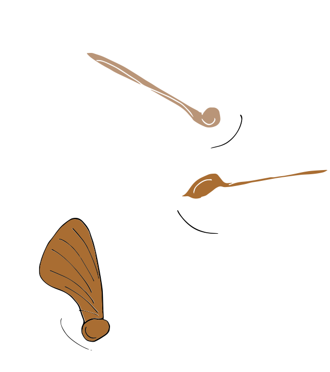 helecopter sycamore seeds moving in the wind